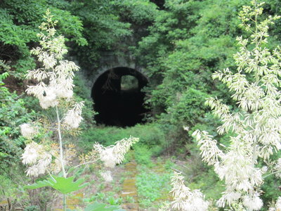 タケニグサ咲く