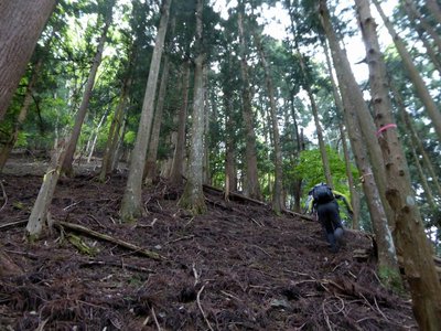 樹林の中の急登