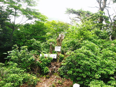 ● 黒尾山雑木が大きく育っていたよ