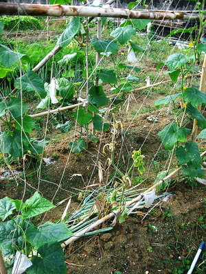 ● キュウリが枯れかけ、根ぎり虫だな。コレがシャバの世界だ
