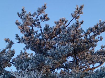 朝陽に輝く松の木の霧氷