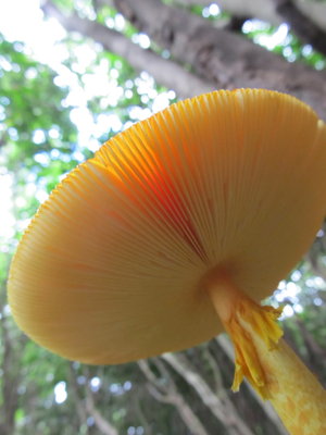 日傘にしたいきのこ、タマゴタケかな？