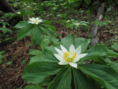 登山道脇のキヌガサソウ