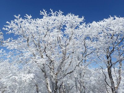 12509153_755817554520039_4811730159360831331_n.jpg (122.92 KiB) 閲覧された回数 9816 回 樹氷がきれい!