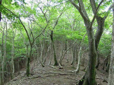 北尾根を行く.jpg (167.21 KiB) 閲覧された回数 7641 回 北尾根を行く