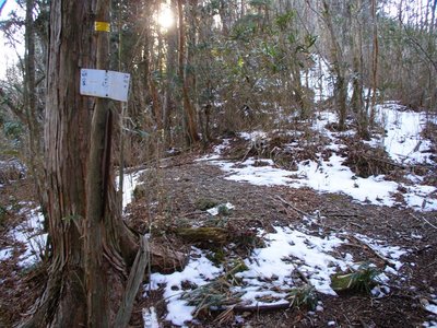 ２００８年の又口辻。ヒノキの向こうから又口道がはじまっている。<br />スズタケは衰えつつあるがまだ繁茂している。