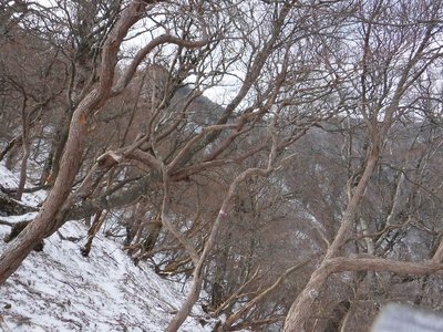 下降点の水平踏み跡