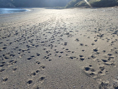 シカの足跡だらけ