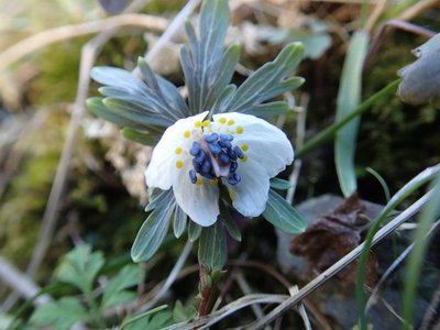 resizeP2073167.jpg (127.02 KiB) 閲覧された回数 6018 回 今シーズン初見のセツブンソウ