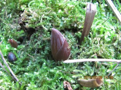 早くも発芽した実生の白玉