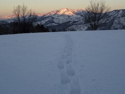 越前甲のモルゲンロート