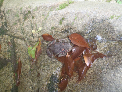 『五月蠅いワネ～』