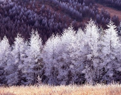 2miki79_kansai.jpg (134.28 KiB) 閲覧された回数 12459 回 一休さんの作品がトップを飾っているよ!