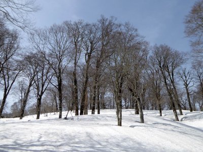 P1010843.JPG (277.63 KiB) 閲覧された回数 18469 回 ブナ林が素晴らしかった