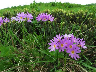 IMG_0992-s.JPG (134.05 KiB) 閲覧された回数 8693 回 ハクサンコザクラが優しい乙女のように迎えてくれた