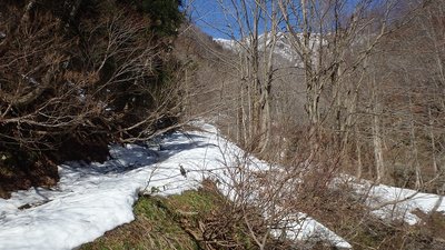 P3170068.jpg (213.58 KiB) 閲覧された回数 4404 回 林道の奥には上谷山~三国岳の稜線が