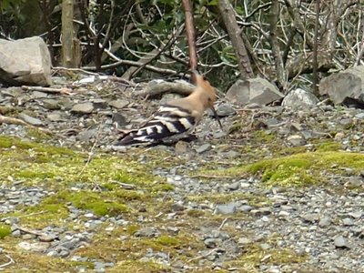 この鳥の名前は？