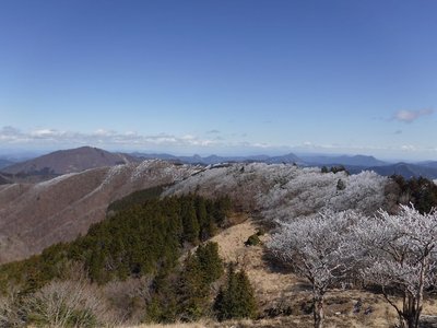 20160312-24.jpg (124.1 KiB) 閲覧された回数 18723 回 積雪の無い霧氷に出合えました。