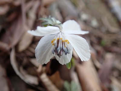 今まで知らなかっただけ？かなり広範囲にあるようだ
