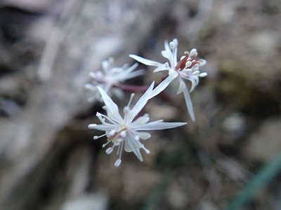 resizeP3213850.jpg (96.51 KiB) 閲覧された回数 5955 回 これも彼方此方に