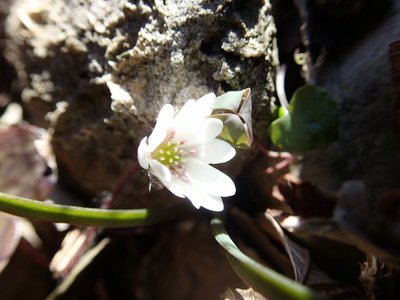 resizeP3213865.jpg (117.38 KiB) 閲覧された回数 5955 回 もう少し開いていて欲しかったけど・・・