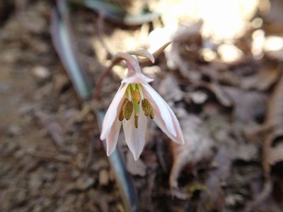 resizeP3213869.jpg (103.15 KiB) 閲覧された回数 5955 回 登る時は閉じていたけど