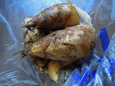 DSCN3739_800.jpg (148.81 KiB) 閲覧された回数 18614 回 初採りタケノコ。(3/19)