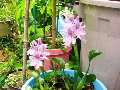 〇 キレイな水草花が咲きました