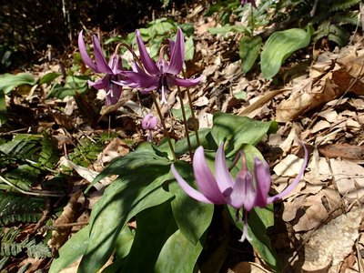 resizeP3263931.jpg (207.78 KiB) 閲覧された回数 4147 回 カタクリは足の置き場に困るほど