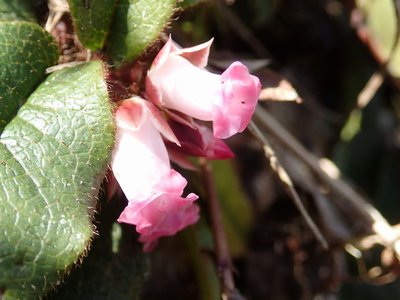 resizeP3263945.jpg (124.16 KiB) 閲覧された回数 4147 回 イワナシって初めて見たような