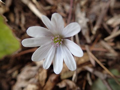 resizeP3263984.jpg (104.8 KiB) 閲覧された回数 4147 回 もう少し陽光と気温があれば良かったのだけど