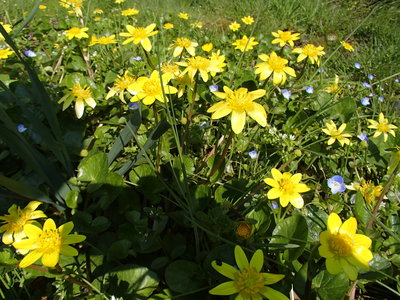 そのリュウキンカ