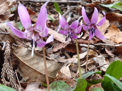 まだ花の数は少なかったですね。