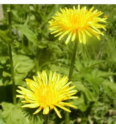 ミヤマたんぽぽだよ～