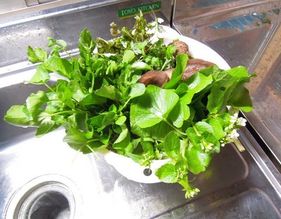 DSCN3813_800.jpg (155.63 KiB) 閲覧された回数 20071 回 天ぷら食材。