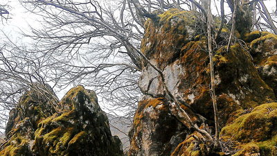 ネコマサノクラ<br />今回はネコの顔に見えるでしょ