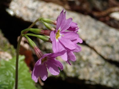 resizeP4094232.jpg (108.43 KiB) 閲覧された回数 3361 回 今日の主目的