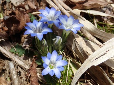 resizeP4094236.jpg (172.4 KiB) 閲覧された回数 3361 回 大好きなハルリンドウも