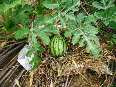 〇　スイカだよ～ん、日に日に大きくなるよ（＾＾）