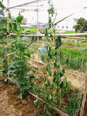 ● キュウリが突然枯れるんだよね、病ですか？（－－）<br />１０本中４本もです。教えてください