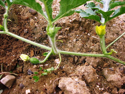● コレは瓜の花ですか、可愛いですね（＾＾）
