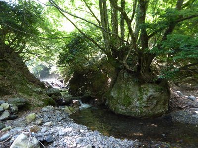 P1020863.JPG (319.4 KiB) 閲覧された回数 7638 回 ようやく甲森谷出合に到着します