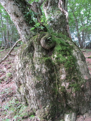 アガリコなのかな～？