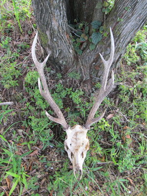 鹿の死骸も沢山みたよ