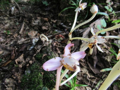 緑ちゃん正気ですか？