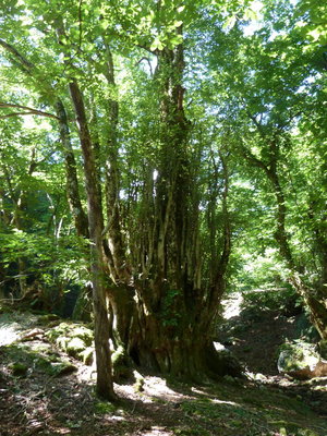 ワンダーランドの御神木