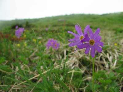 トムソンで打ち抜いたような花形が可愛いね