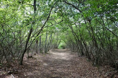 緑のトンネルが続く