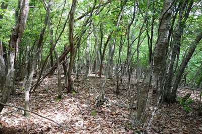 何もなかった西山山頂