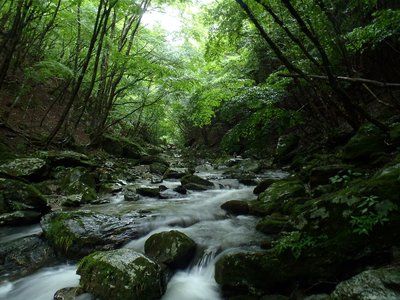 谷の中に先客カモシカ